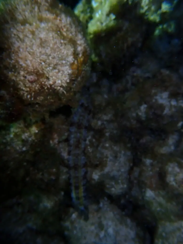 Beaded sea cucumber (Euapta lappa)