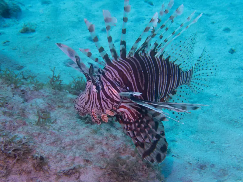Common lionfish (Pterois volitans)