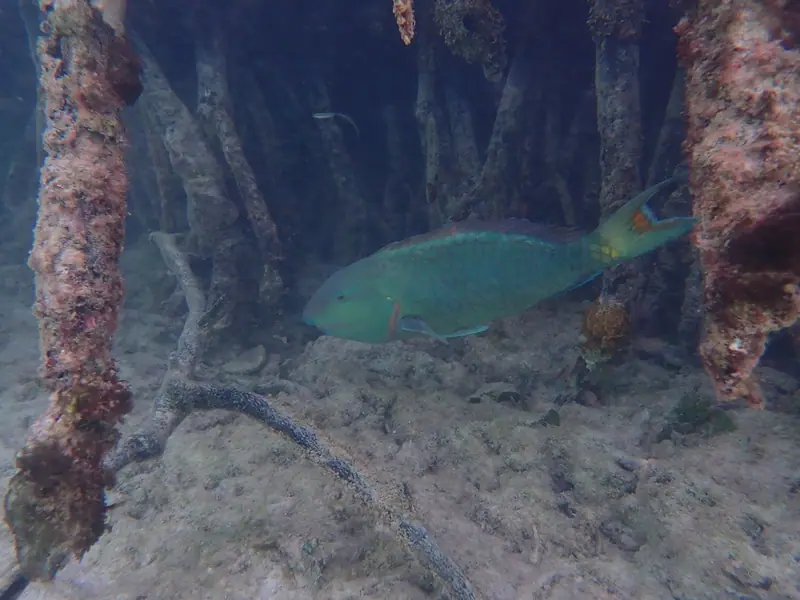 Stoplight parrotfish (Sparisoma viride)