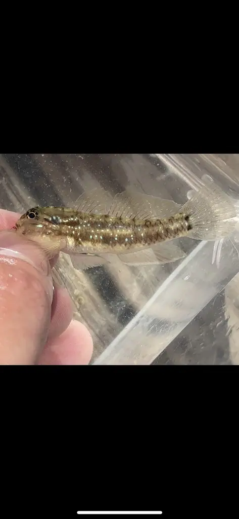 Bridled goby (Coryphopterus glaucofraenum)