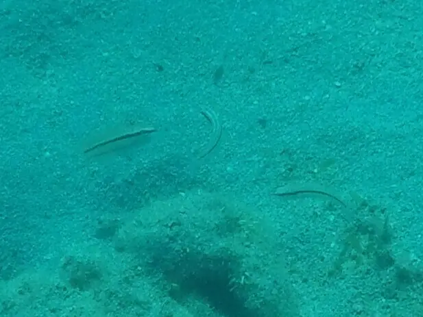 Slippery dick (Halichoeres bivittatus)