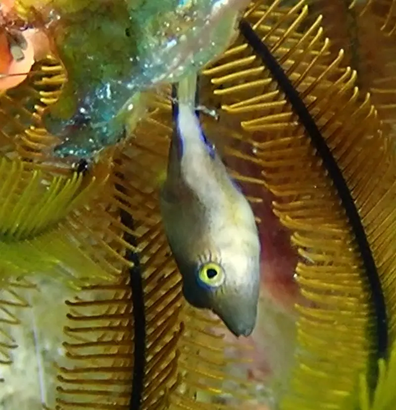 Caribbean sharpnose puffer (Canthigaster rostrata)