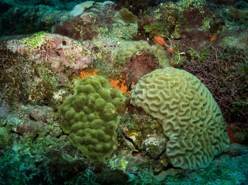 Mustard hill coral (Porites astreoides)