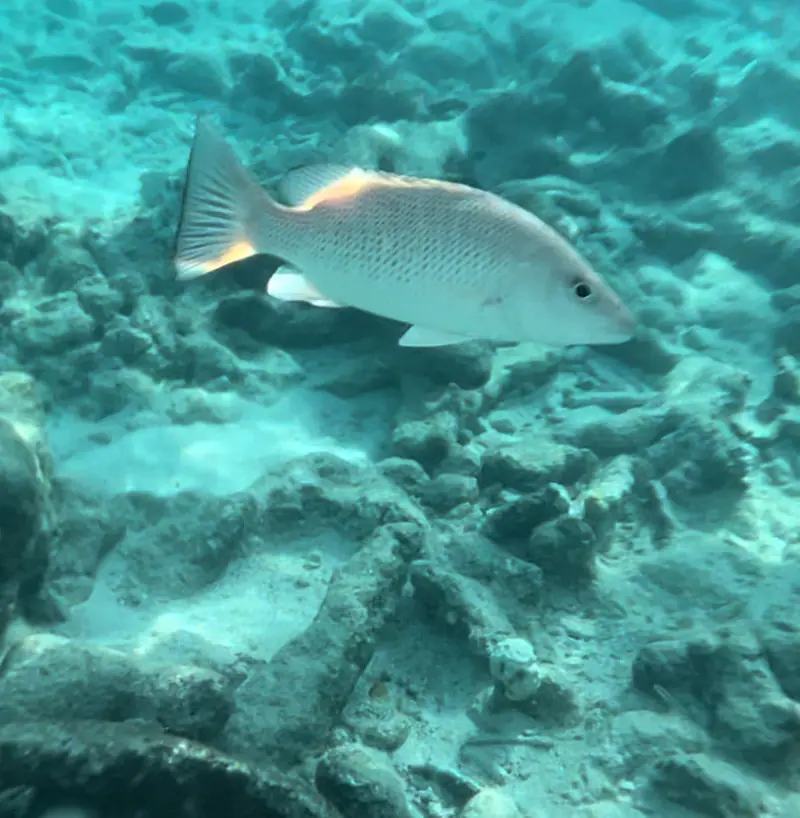 Gray snapper (Lutjanus griseus)