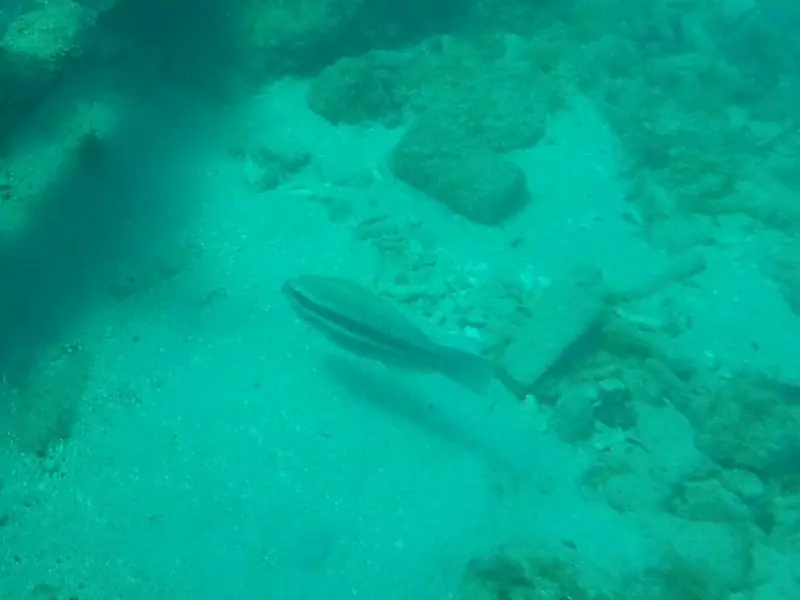 Striped parrotfish (Scarus iseri)