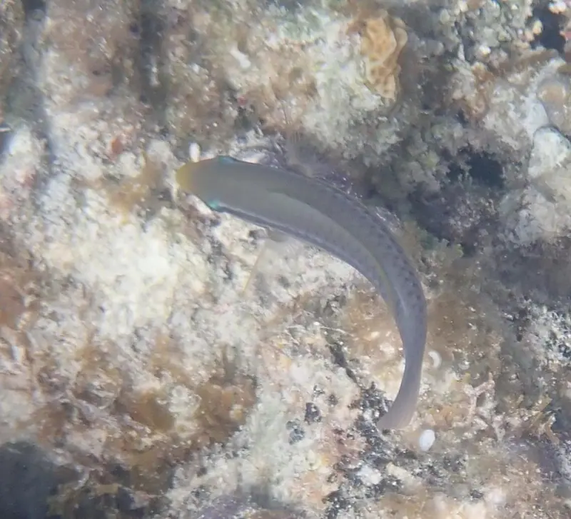 Striped parrotfish (Scarus iseri)