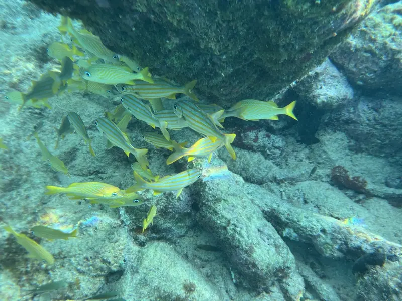 Smallmouth grunt (Brachygenys chrysargyrea)