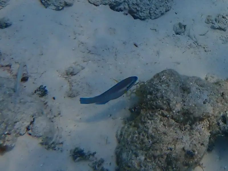 Striped parrotfish (Scarus iseri)