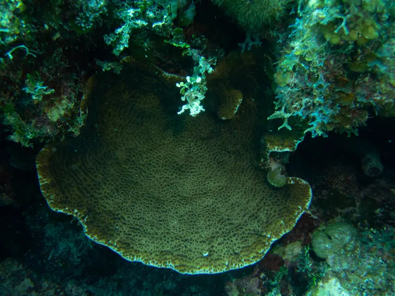 Lettuce coral (Agaricia agaricites)