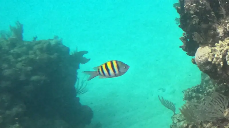Atlantic sergeant major (Abudefduf saxatilis)