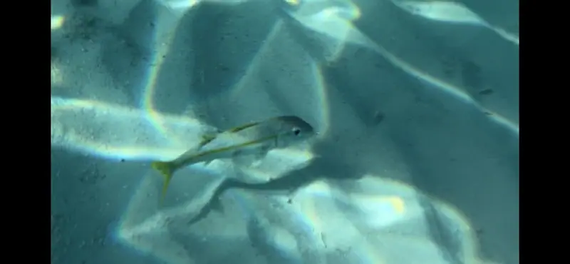 Yellow goatfish (Mulloidichthys martinicus)