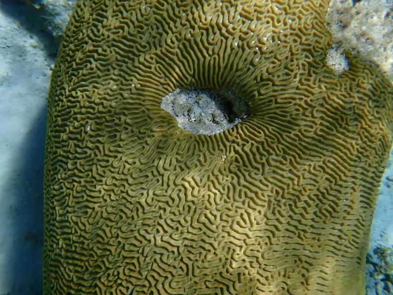 Symmetrical brain coral (Pseudodiploria strigosa)