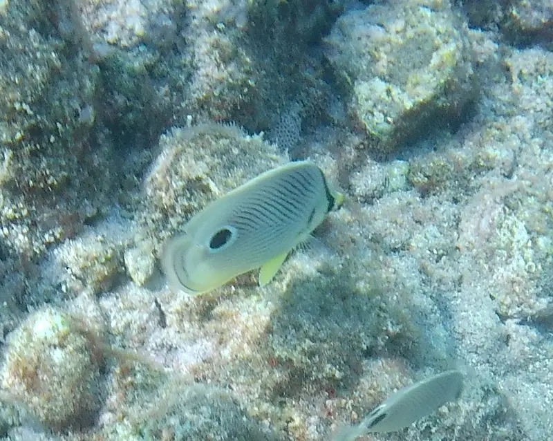 Four-eyed butterflyfish (Chaetodon capistratus)