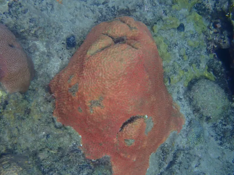 Greater star coral (Montastraea cavernosa)