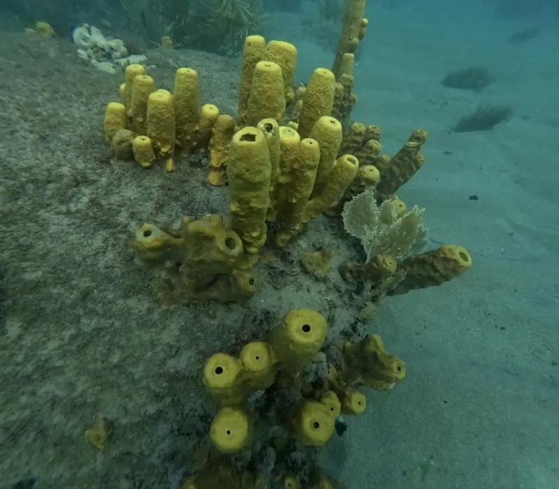 Yellow tube sponge (Aplysina fistularis)
