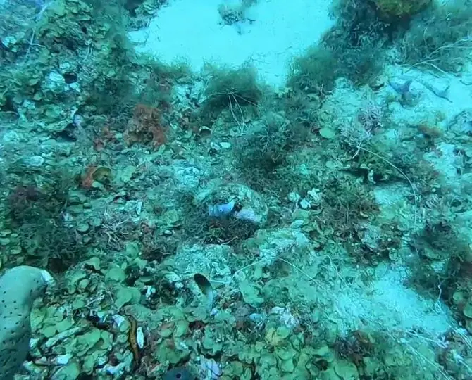 Bicolor damselfish (Stegastes partitus)