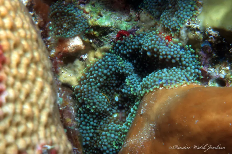 Florida corallimorph (Ricordea florida)