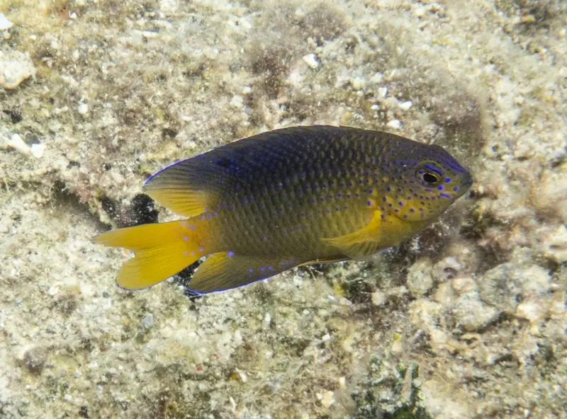 Beaugregory (Stegastes leucostictus)