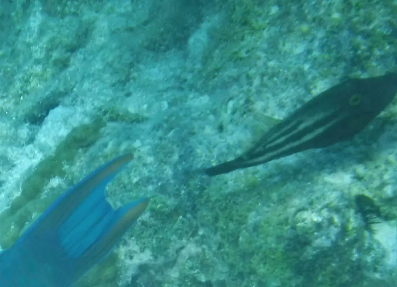 Orangespotted filefish (Cantherhines pullus)