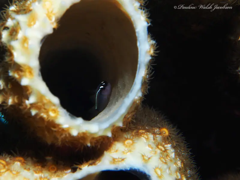 Linesnout goby (Elacatinus lori)
