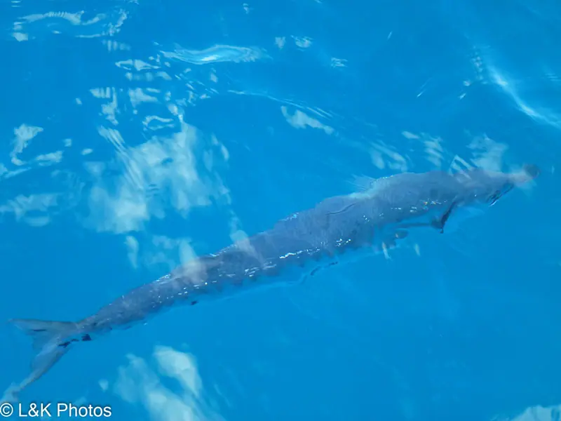 Great barracuda (Sphyraena barracuda)