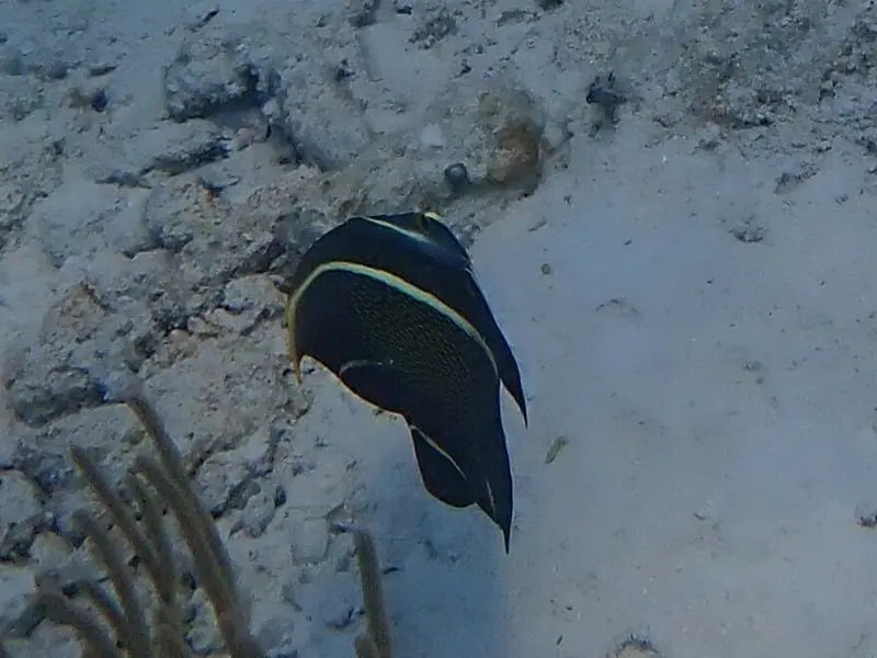 French angelfish (Pomacanthus paru)