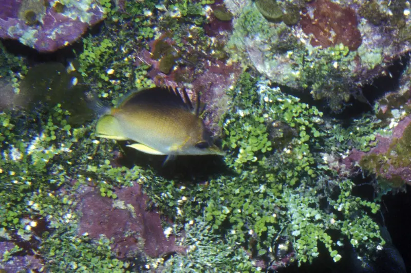 Longsnout butterflyfish (Prognathodes aculeatus)
