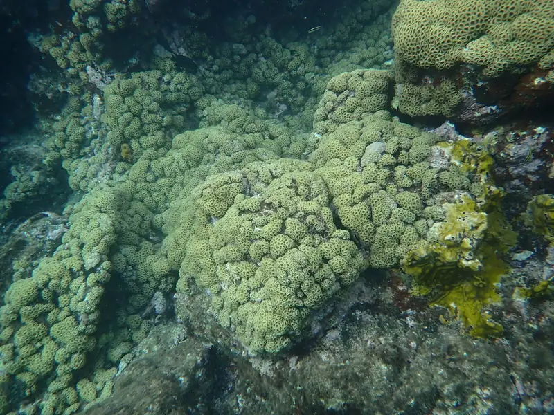 Caribbean sea mat (Palythoa caribaeorum)