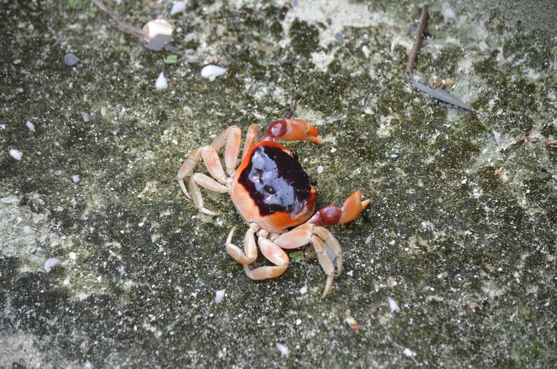 Blackback land crab (Hartnollius lateralis)