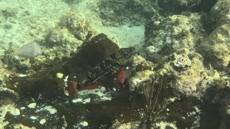 Stoplight parrotfish (Sparisoma viride)