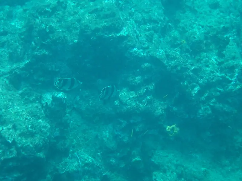 Banded butterflyfish (Chaetodon striatus)