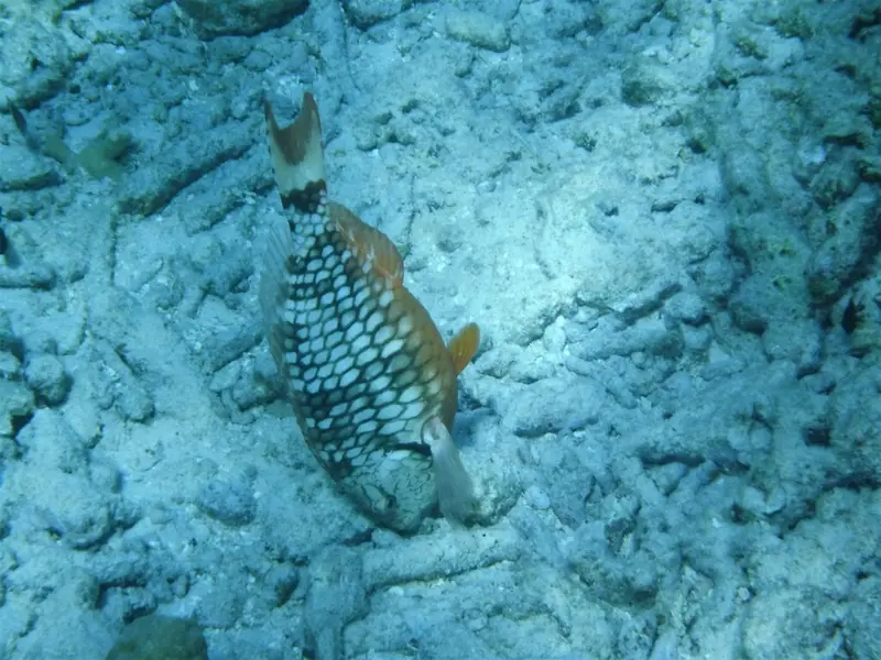 Stoplight parrotfish (Sparisoma viride)