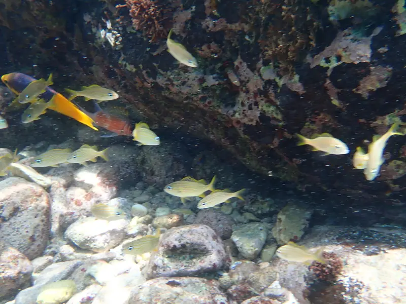 Spanish hogfish (Bodianus rufus)