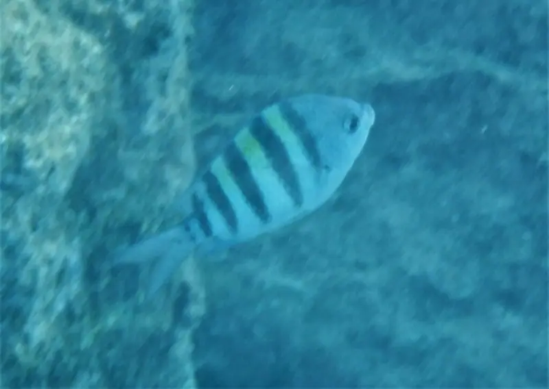 Atlantic sergeant major (Abudefduf saxatilis)