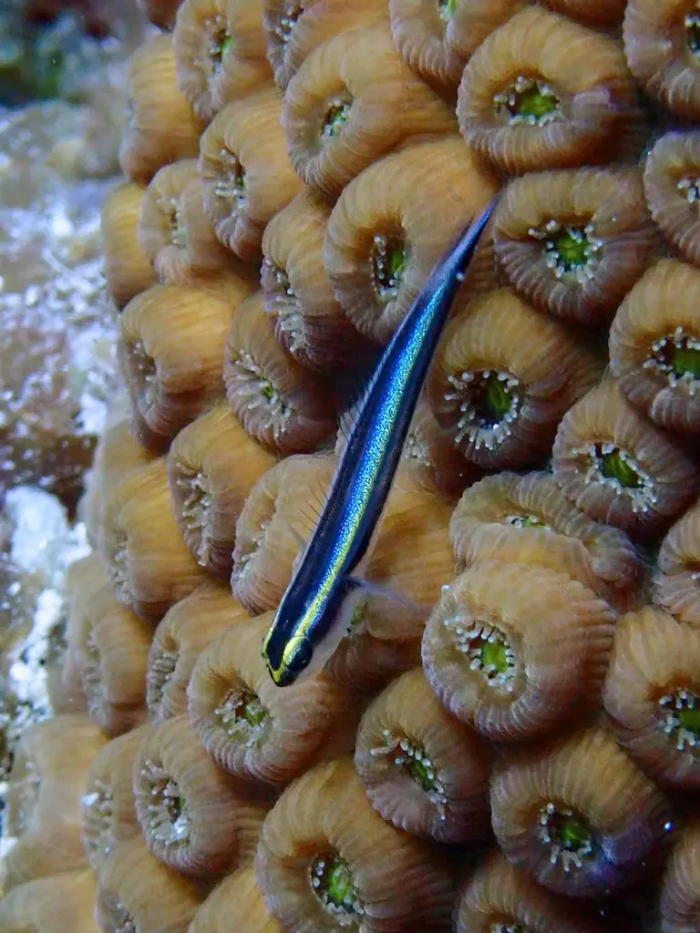 Sharknose goby (Elacatinus evelynae)