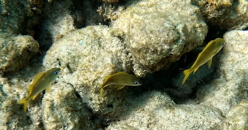 French grunt (Haemulon flavolineatum)