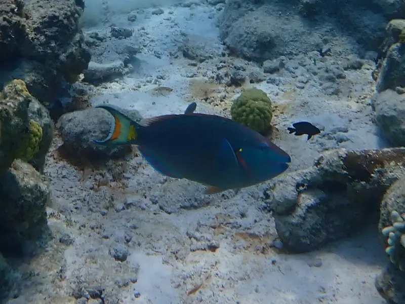 Stoplight parrotfish (Sparisoma viride)