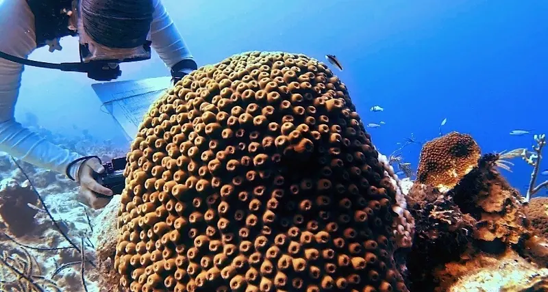 Greater star coral (Montastraea cavernosa)