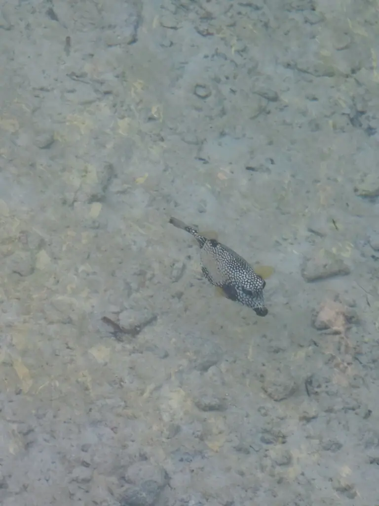 Smooth trunkfish (Lactophrys triqueter)