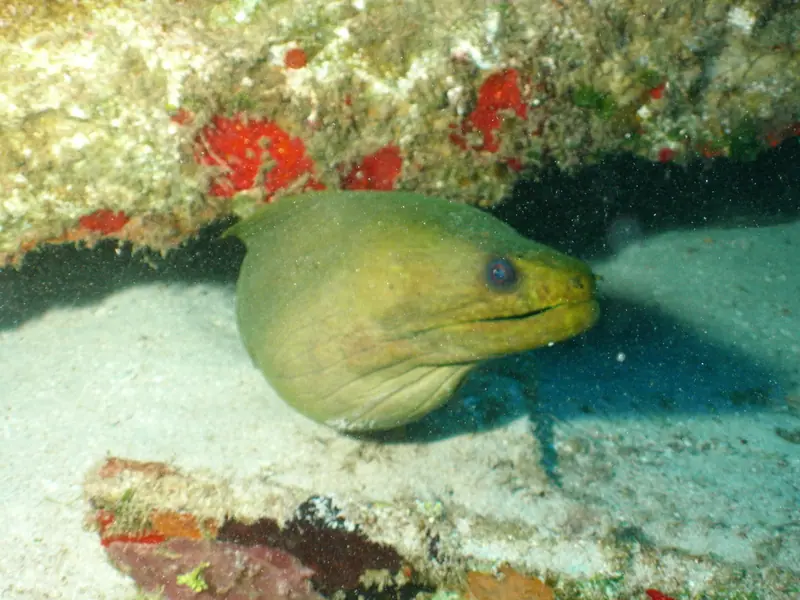 Green moray (Gymnothorax funebris)