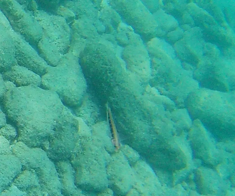 Caribbean bluehead wrasse (Thalassoma bifasciatum)