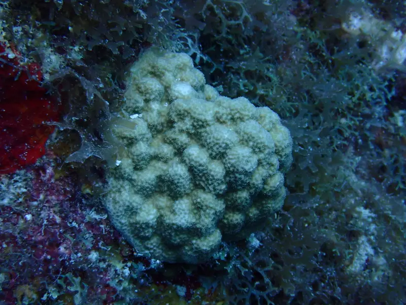 Mustard hill coral (Porites astreoides)