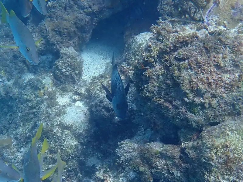 Black margate (Anisotremus surinamensis)