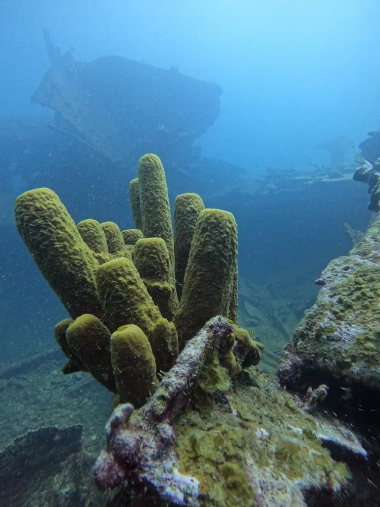 Yellow tube sponge (Aplysina fistularis)