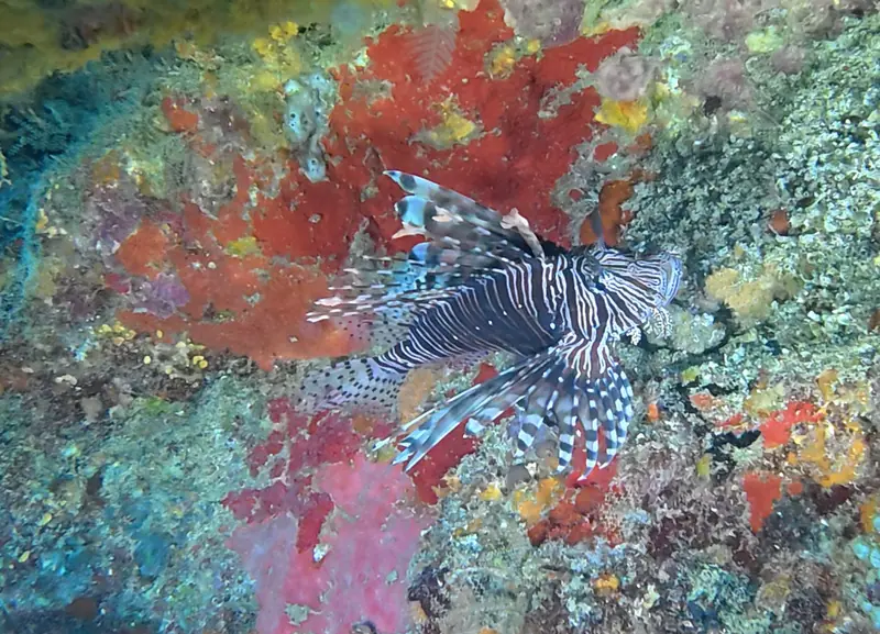 Common lionfish (Pterois volitans)
