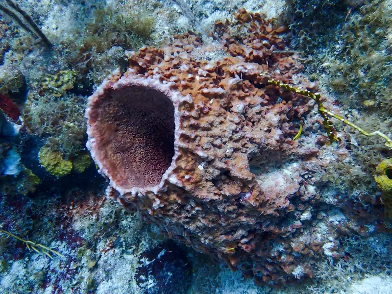 Giant barrel sponge (Xestospongia muta)