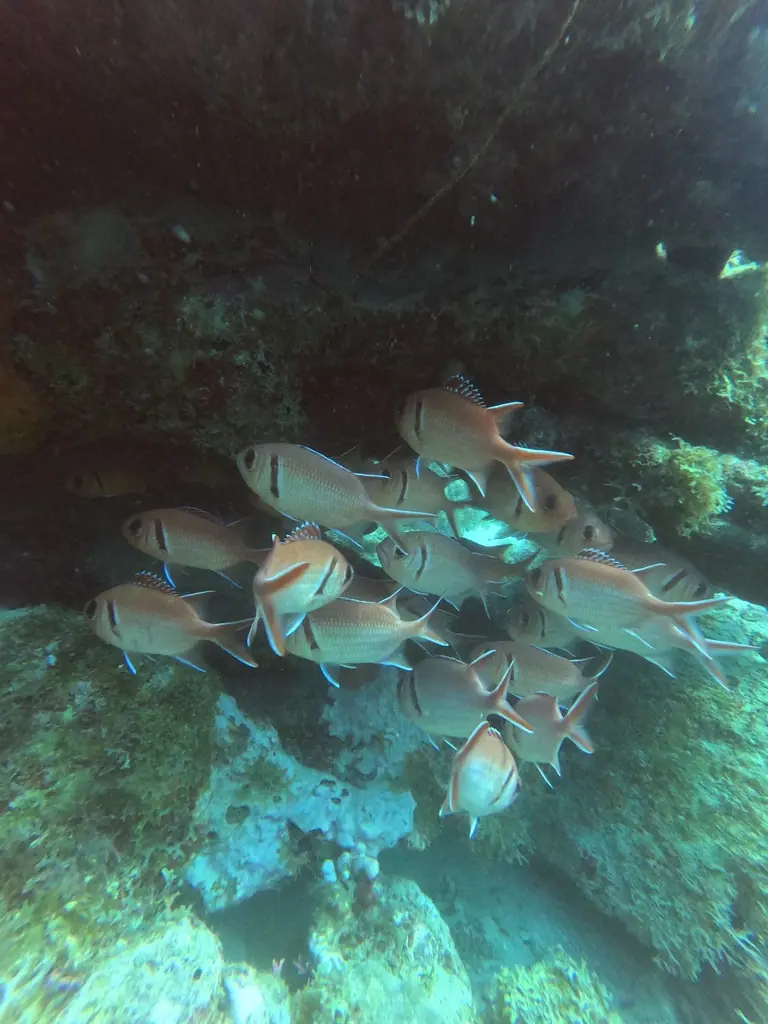 Blackbar soldierfish (Myripristis jacobus)