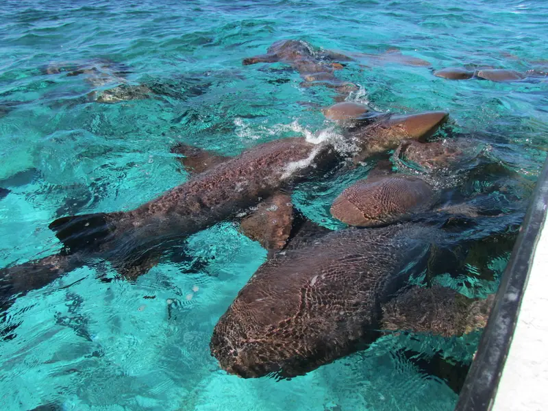 Nurse shark (Ginglymostoma cirratum)
