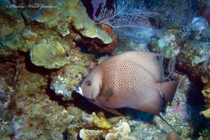 Grey angelfish (Pomacanthus arcuatus)