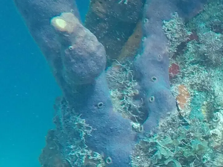Row pore rope sponge (Aplysina cauliformis)